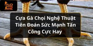 Cựa Gà Chọi Nghệ Thuật Tiên Đoán Sức Mạnh Tấn Công Cực Hay